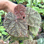 Бегония ALLIGATOR