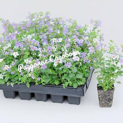 Бакопа раскидистая (горшок 1 л)