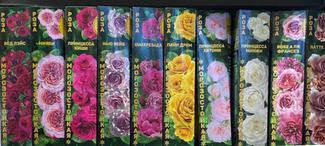 Розы Золотая Сотка Алтая (февраль 2026)