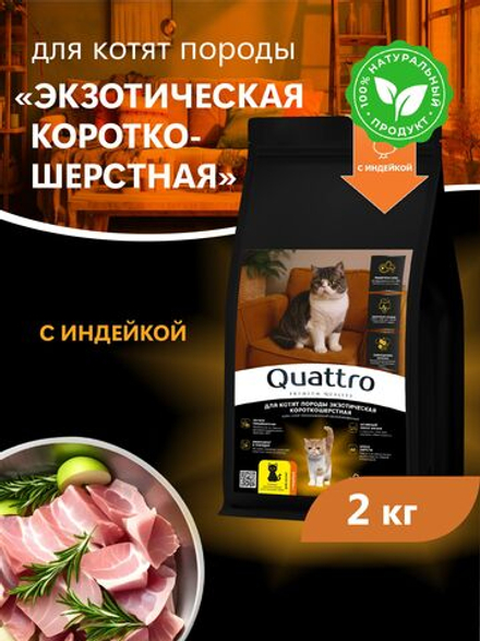 Корм сухой для котят породы Экзотическая короткошёрстная, с индейкой, 2кг, QUATTRO