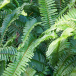 Нефролепсис CORDIFOLIA SWORD