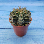 Gymnocalycium Friedrichii (Гимнокалициум)