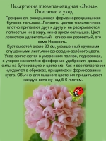 Пеларгония Эмма тюльпановидная