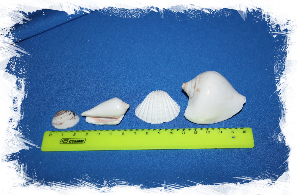 Микс белых средних ракушек