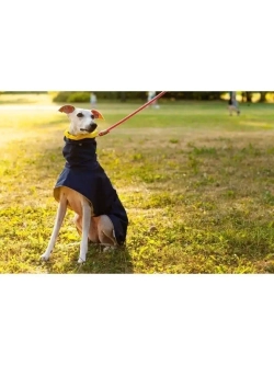 Попона дождевик для собак  средних пород Уиппета Левретки