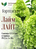 Гортензия метельчатая "Лайм Лайт" 7,5л