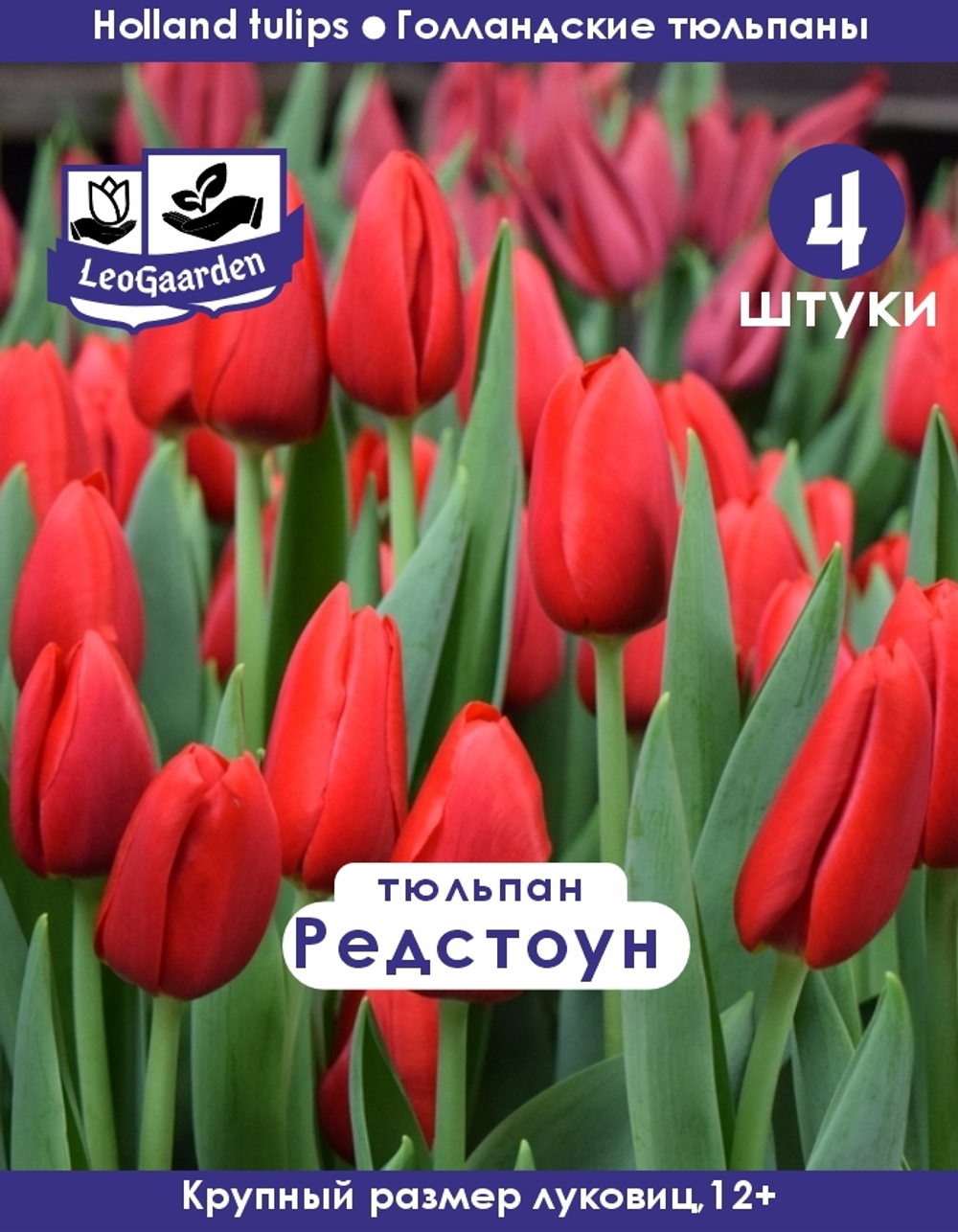 Тюльпан Луковица цветов, Редстоун, 4 шт, разбор 11/12