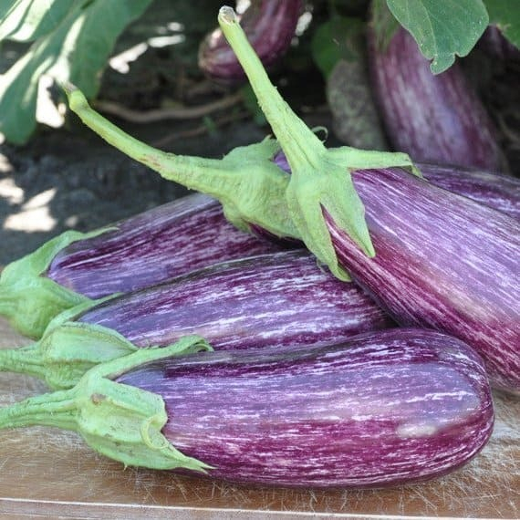 Лейре F1 семена баклажана купить – фото 1