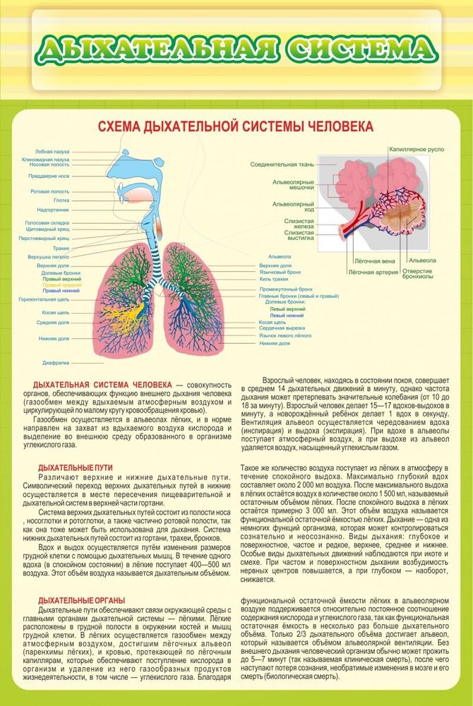 Стенд &quot;Дыхательная система&quot;