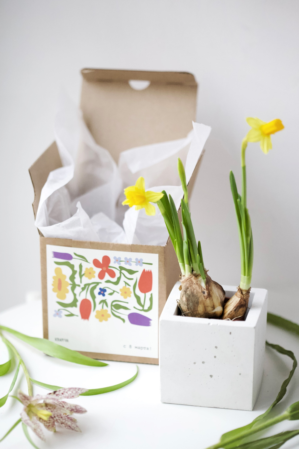 Кашпо кубическое 8см с первоцветом