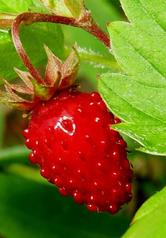 Ягодные культуры