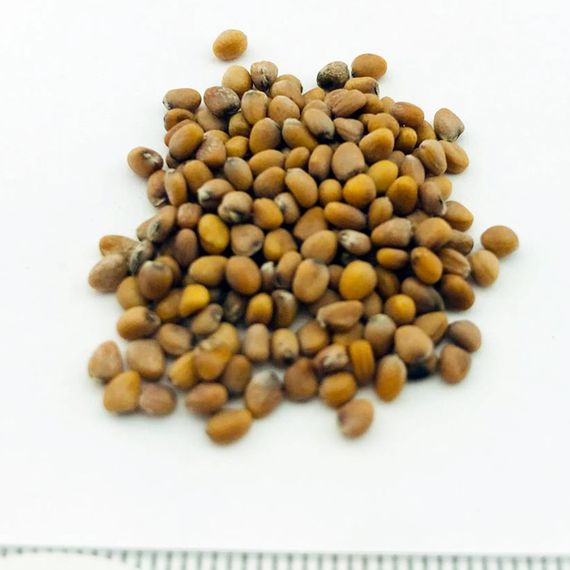 СТЕЛЛАР F1 семена редиса Syngenta цена