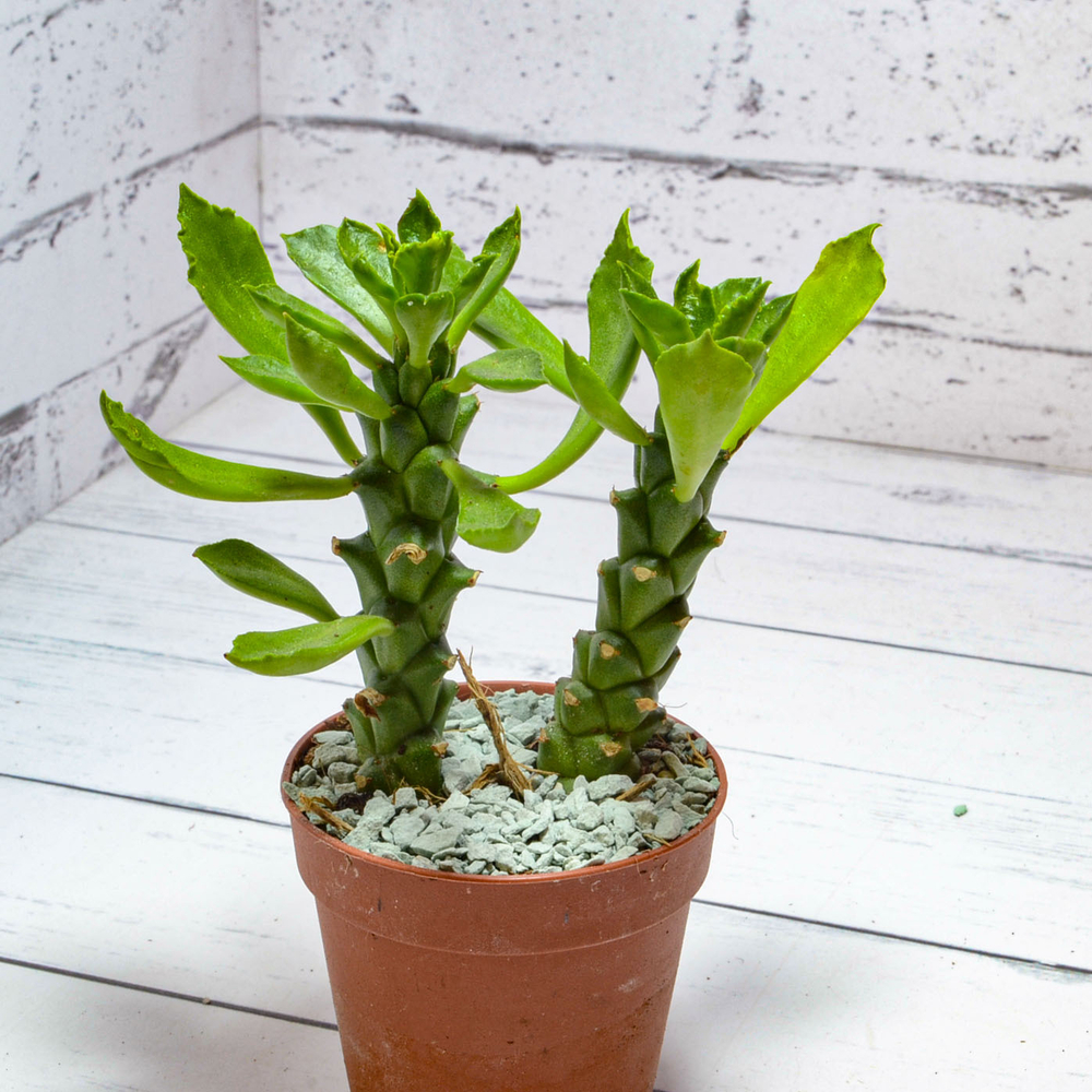 Monadenium Stapelioides (Монадемиум)