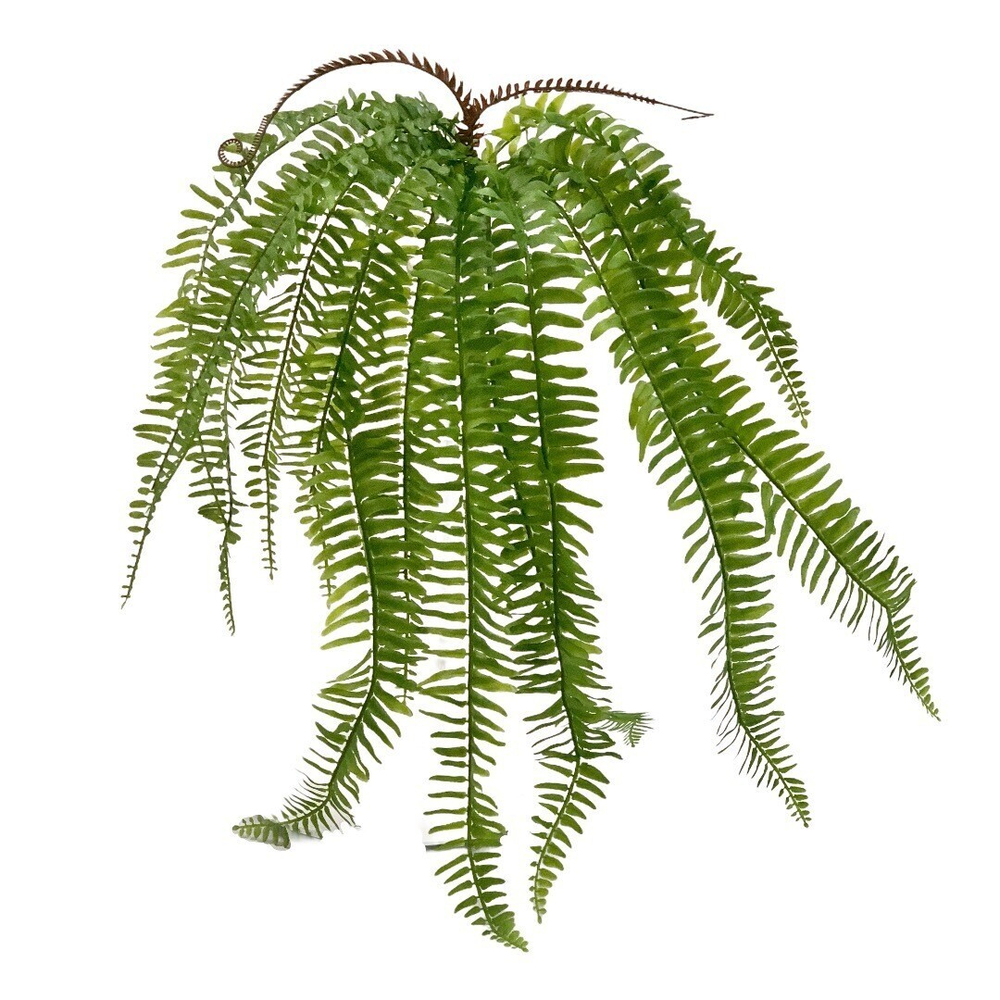 Папоротник 75 см.