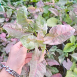 Сингониум PINK SPOT DOUBLE VAR