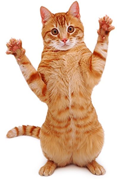 Как воспитать идеальную кошку? Как воспитать идеальную кошку?