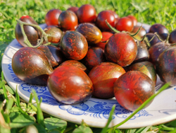 Помидоры Синий Кейс - BLUE KEYES Tomato