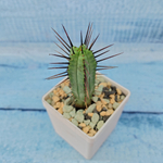 Euphorbia Pentagona (Эуфорбия)
