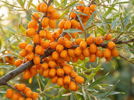 Облепиха «Ажурная» ЗКС