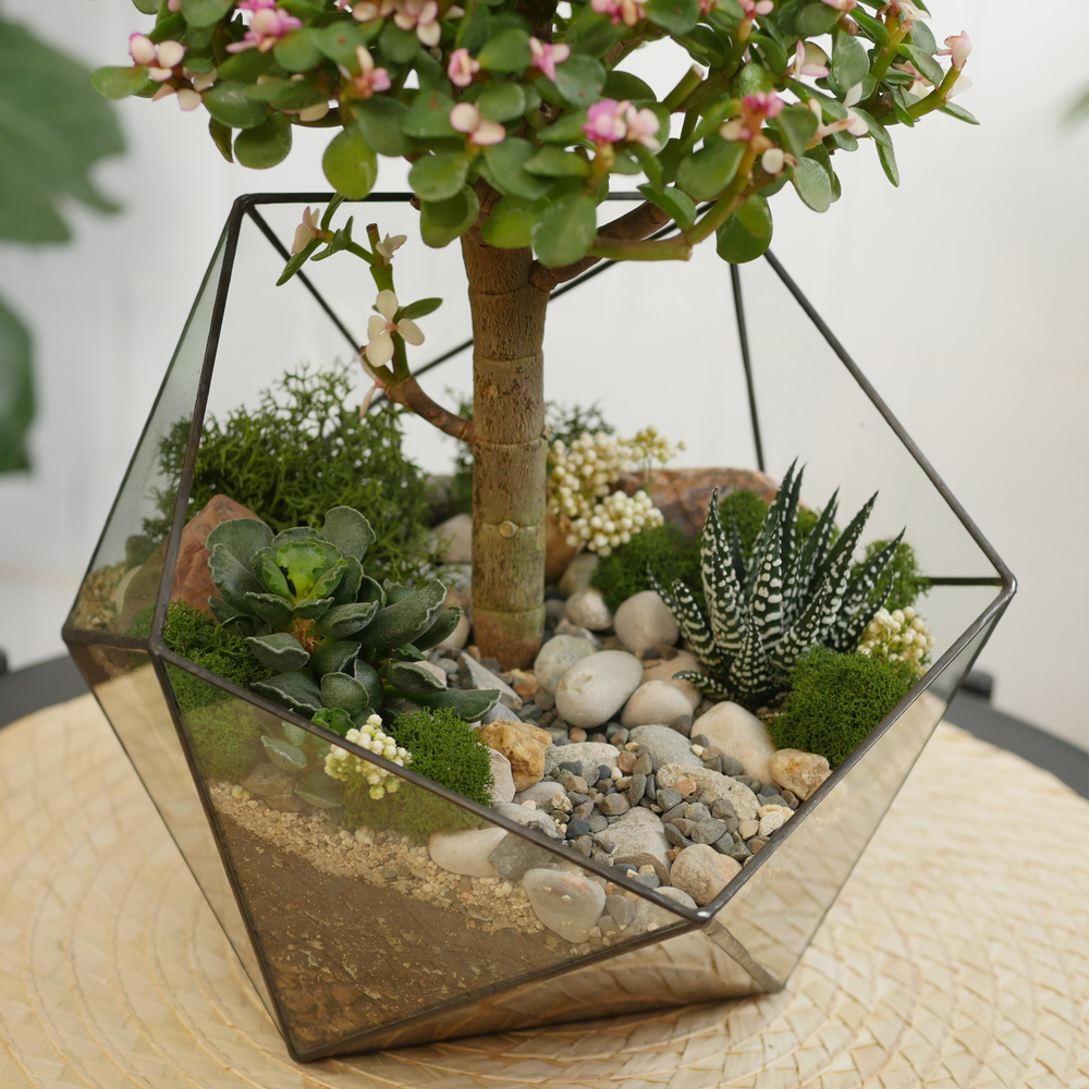 Готовый флорариум с суккулентами бонсай Икос