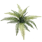 Папоротник остролистный 60 см