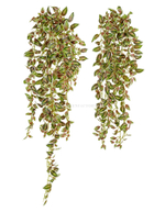 Традесканция бело-розово-зелёная (серия MDP)