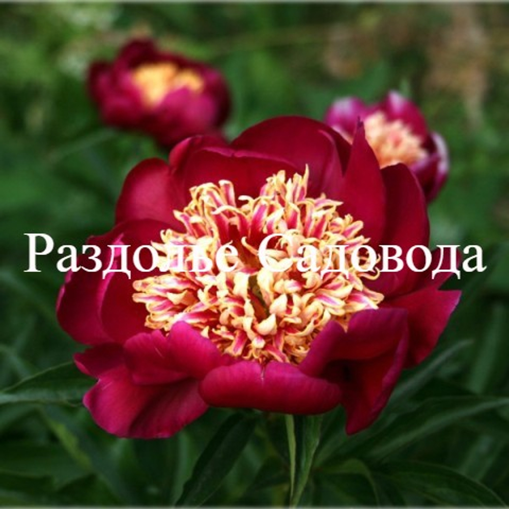 Пион травянистый Ниппон Бьюти