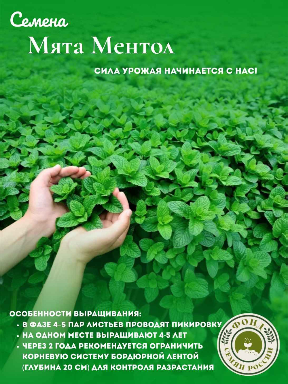 Мята Ментол, семена 0,04 гр.
