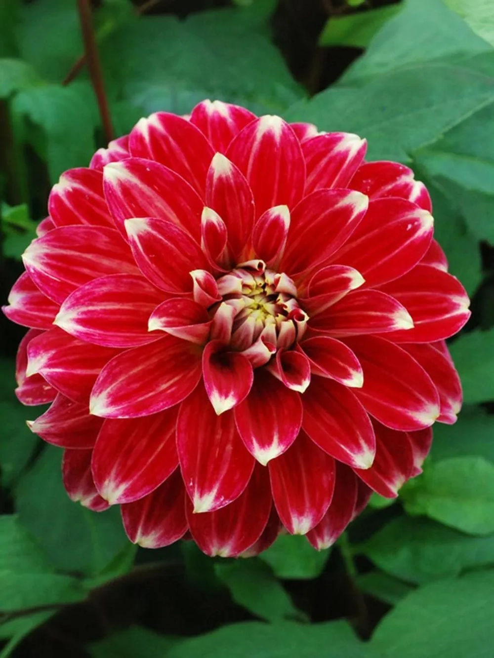 Георгин декоративный Ред Рок