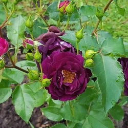 Роза Миднайт Блю шраб, кустовая саженец с ОКС