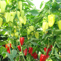 Перец Джипси F1 (50шт) Витагрин Профи