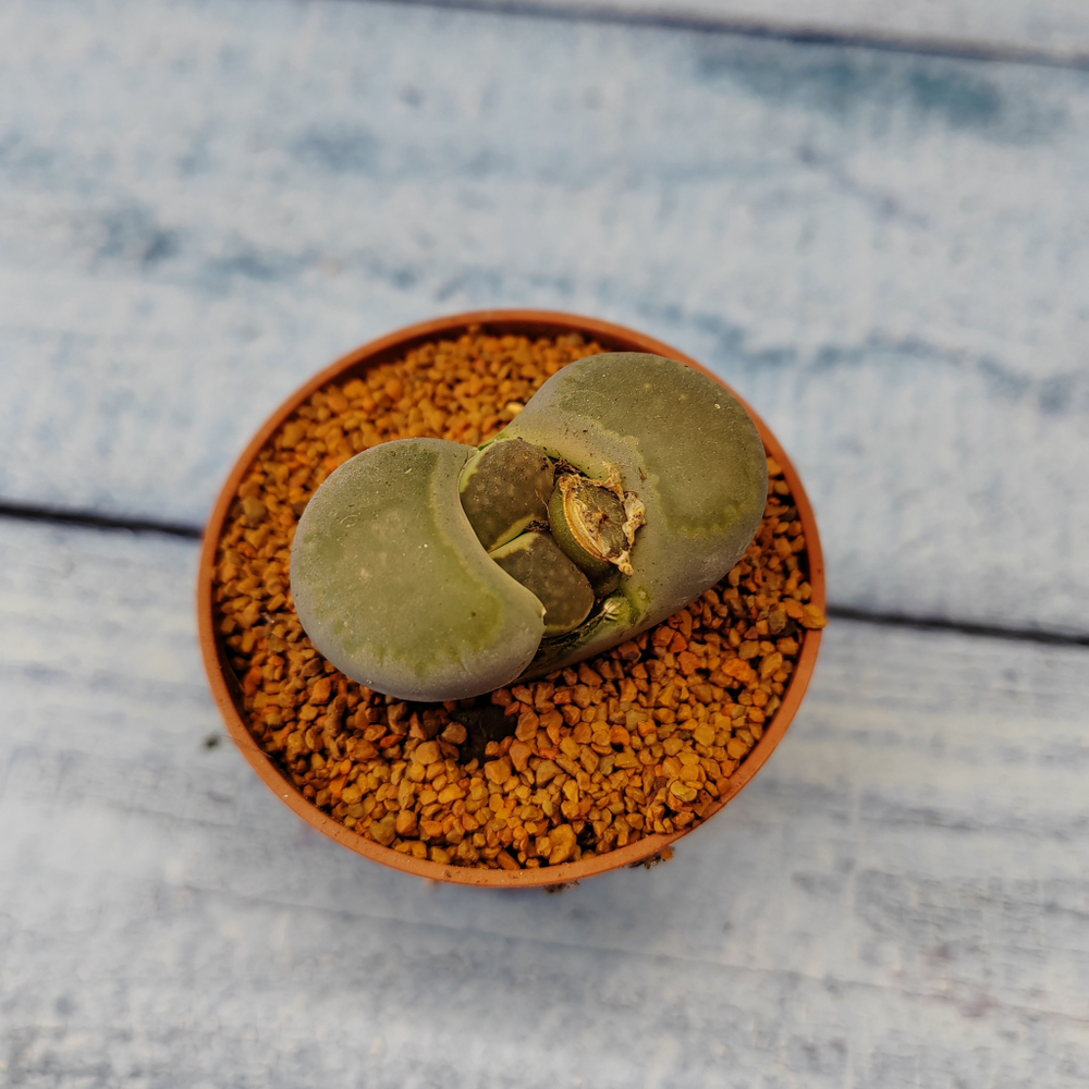 Lithops sp. (Живые камни)