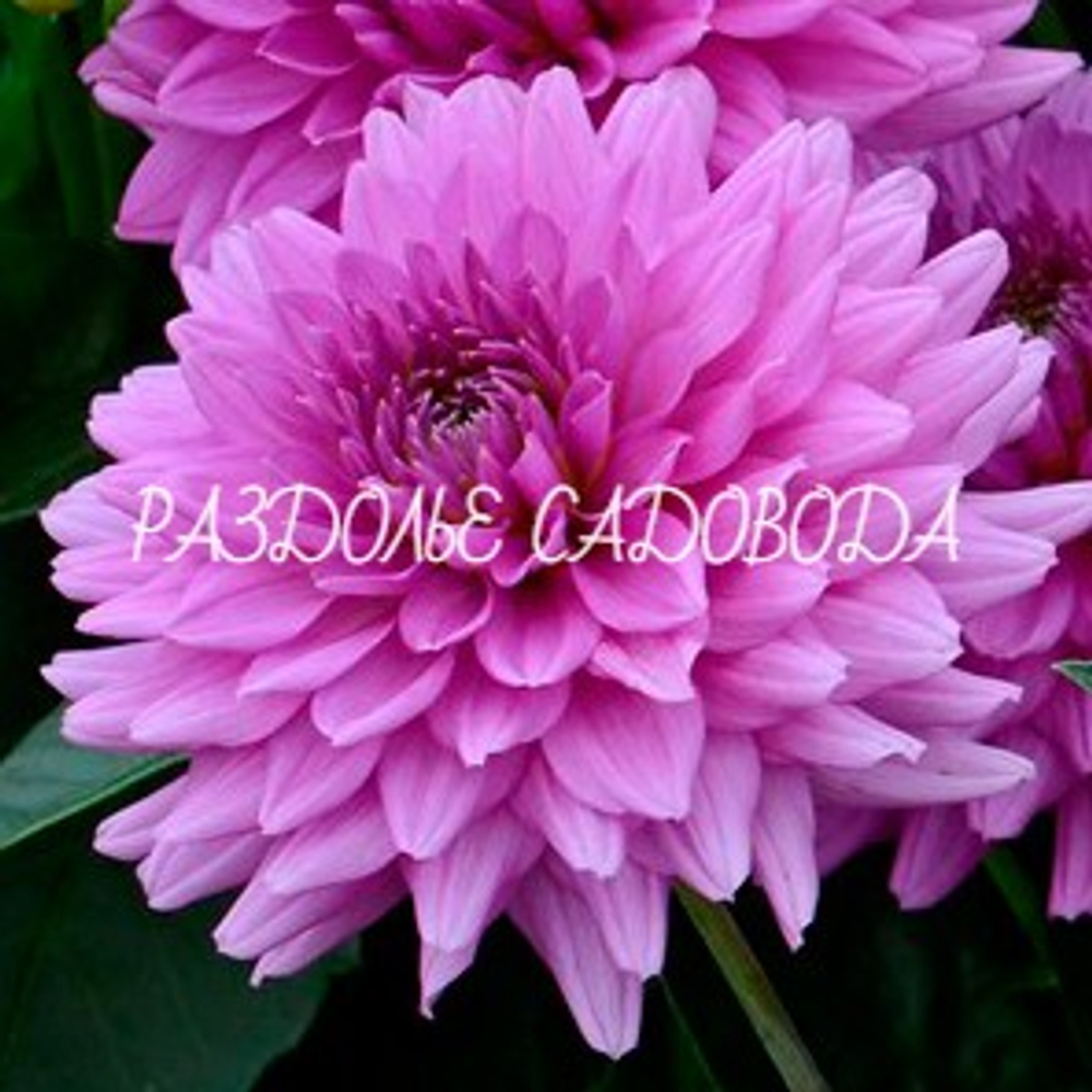 Георгина декоративная Клодетт