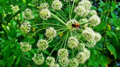 Дягиль лекарственный (корень)