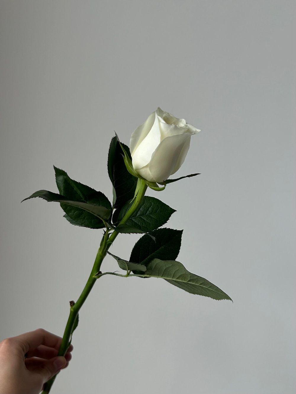 Роза белая (60 см) АКЦИЯ