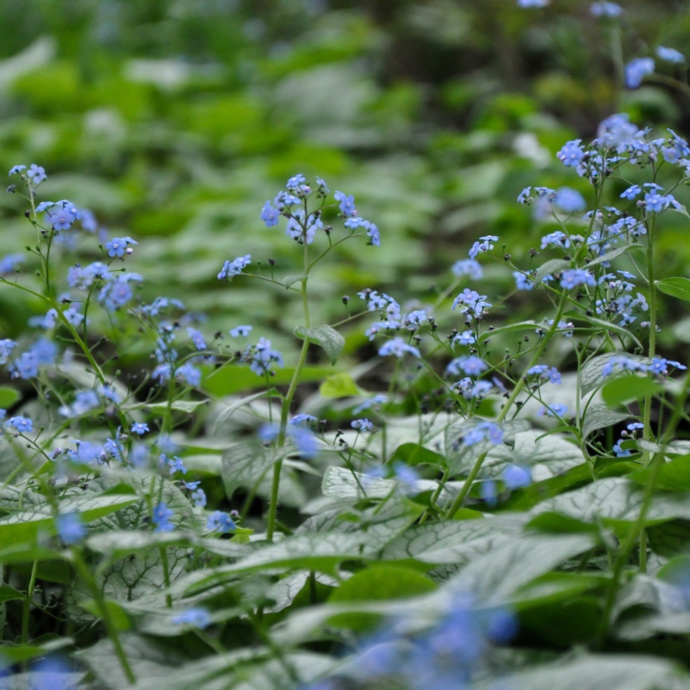 Бруннера крупнолистная "Jack Frost". Brunnera macrophylla "Jack Frost".