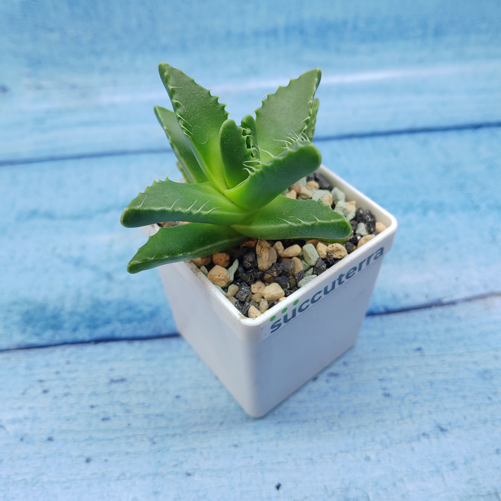 Faucaria Felina (Фаукария)