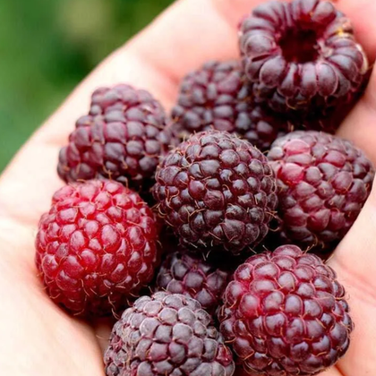 Малина ремонтантная сорт Кримсон найт