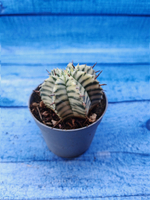 Euphorbia meloformis f. Variegated (Эуфорбия вариегатная)