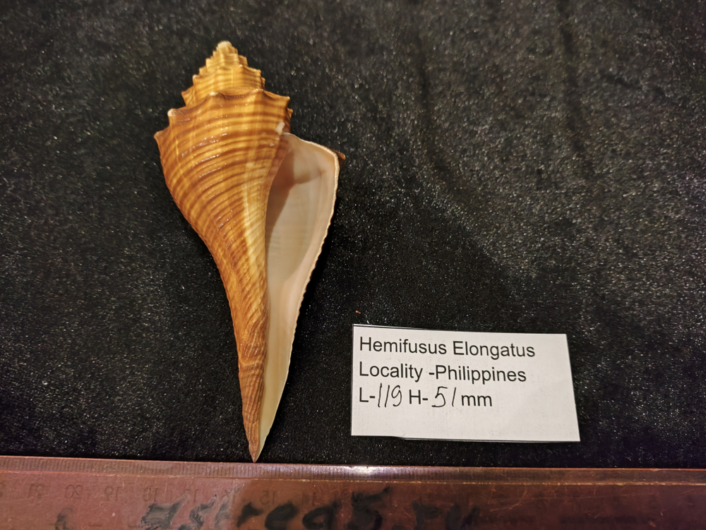 Хемифусус Элонгатуc