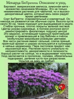 Монарда Би Претти бергамот американская мелисса