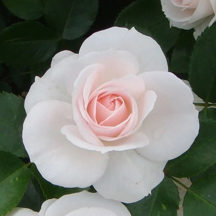 Роза почвопокровная Aspirin