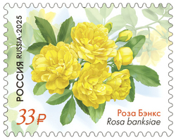 Марка номиналом 33 рубля. Растения Крымского полуострова