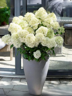 Гортензия метельчатая Гарденлайт Вайтлайт (3/4 ветки) Закупка М59 апрель 2026