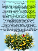 Портулак Вегетативный Жёлтый помпон махровый ампельный