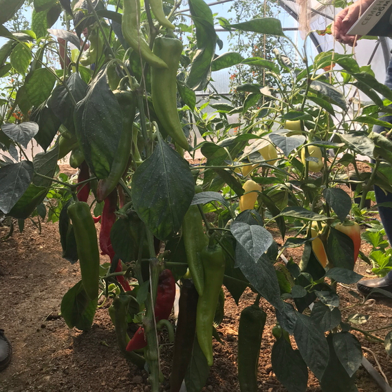 ТАНДЕР F1 семена перца острого (Rijk Zwaan | Alexagro) – фото 2