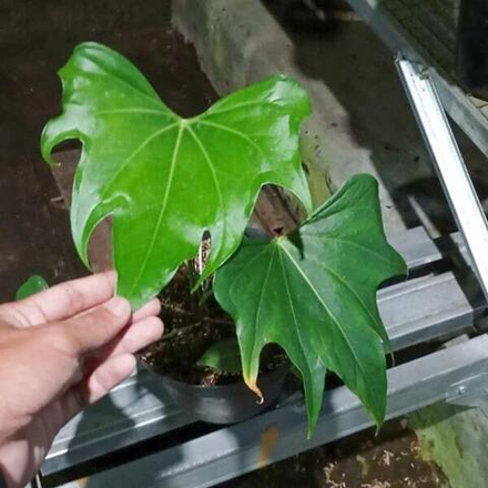 Антуриум STARBUCKS