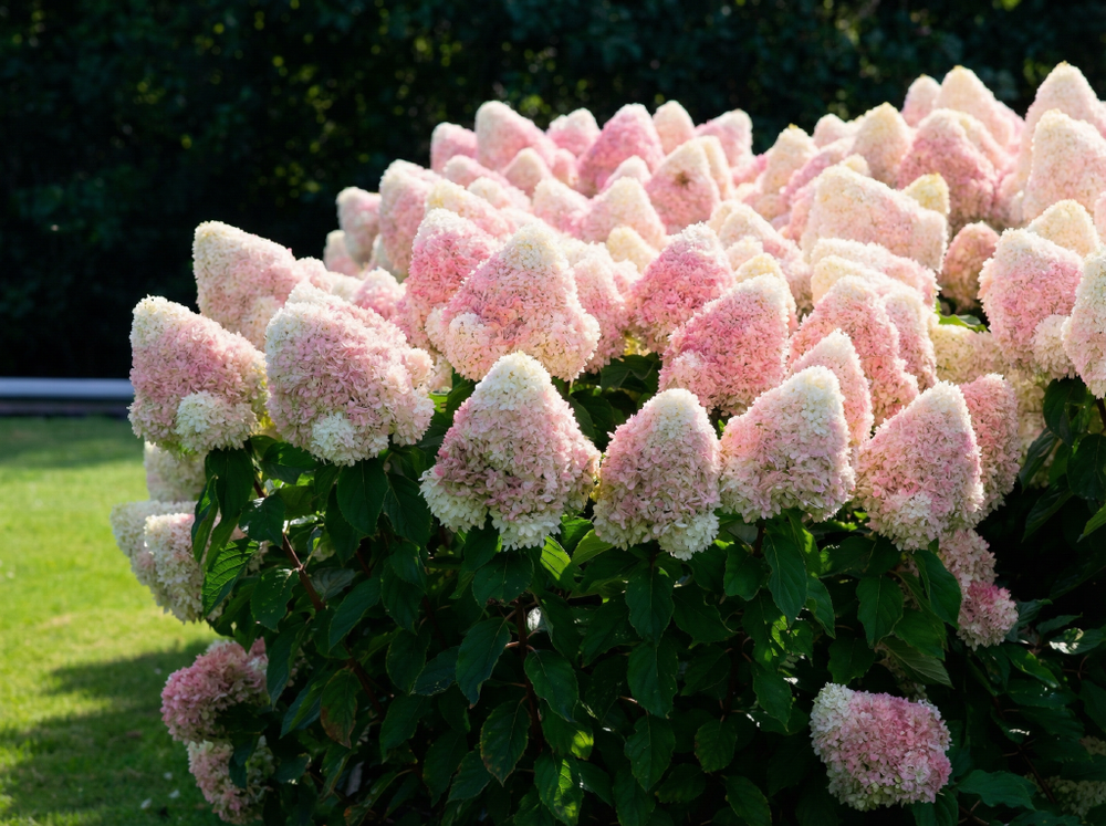 Гортензия метельчатая «Саммер Лав» (Summer Love)