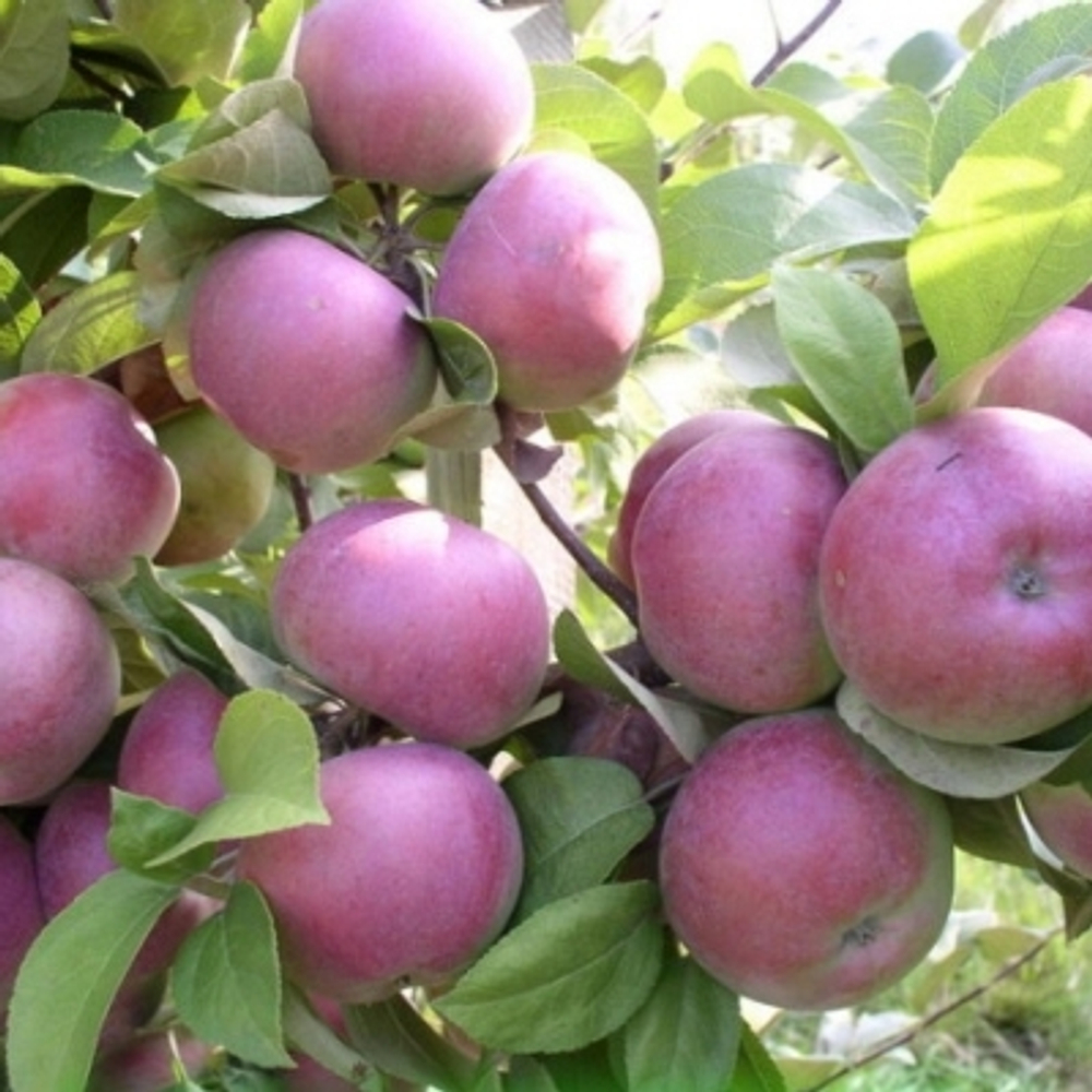 Яблоня зимняя Спартан (3-летняя) п/карл.подвой ЗКС