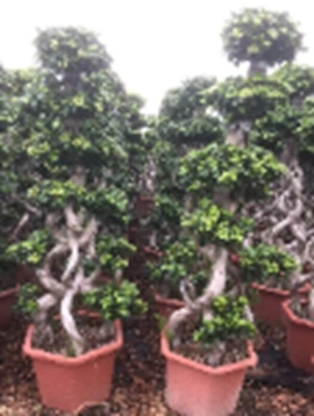 Фикус микрокарпа Гинсенг